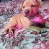 SPMD's Stormy X Big Hood's Homie Pitbull puppy for sale