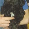 SALE-Shih tzu/ bichon male puppy #2