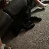 Male Labradoodle