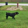 Pure black female boerboel