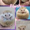 Pedigreed baby African Pygmy Hedgehogs with Health Guarantees and lifelong Support.