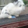 Lionhead/lop rabbits