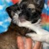 Pure breed 6 week old Shih-Tzu