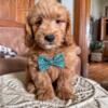 Mini F1 Goldendoodle Males