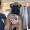 AKC fawn Cane Corso Males