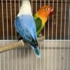 Lovebirds Opaline - Proven Pair