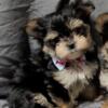 Male morkie puppy AVAILABLE