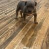 Great puppies ! Tri-bullies looking for a loving home