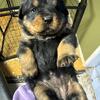 Rottweiler Puppies 