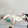 Re-homing Purebred French Bulldog