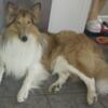 Collie Sable Rough Coat Pure Bred Male