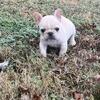 Female Cream Frenchie.