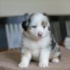 Australian Shepherd Pups