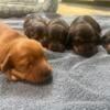 Miniature Dachshund puppies for sale. 2 girls & 2 boy $800.00 ready by early October