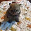 Small pomeranian mix