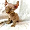 Munchkin and long leg sphynx with curled ears