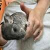 Chinchilla mom and youngster. Must go together