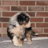 Bernedoodle puppy forsale
