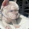 Baby blue  French Bulldog