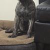 Presa Canario