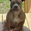 Standard American Bully Female looking for a loving home