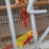 Green cheek  conures