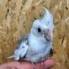 Young cockatiel for adoption