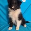 AKC Ch Bloodline Shetland Sheepdog