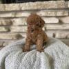 Mini poodle puppies