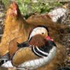 Mandarin Ducks 5 months old