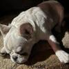 FLUFFY FRENCH BULLDOG PUPPIES!!!