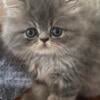 Sold Gorgeous Persian kittens