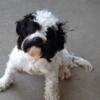 Male Cavapoo Captain Jack