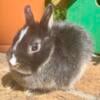 Netherland dwarf and Lionhead baby bunny rabbits for sale