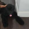 5 month small standard poodle