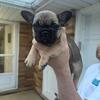 Best Price Ever for FRENCHIES Call for info 216-396-5328