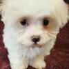 Health Certified Maltese Puppies!