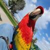 Scarlet Macaw 