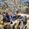 From Our urban farm to you good old fashioned rat terrier pups