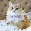 British Shorthair Golden Shaded Kitten – Big Eyes – Super Sweet – Florida