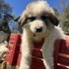 Great Pyrenees Puppies Farm Raised!