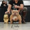 Micro American Bully stud