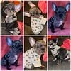 Akc French bulldog