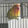 Lovebirds