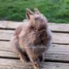 Chocolate Lionhead Bunny