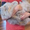 Ten month old persian kittens male and female