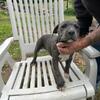 XL Pitbull cross puppies