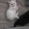 Munchkin kittens