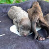 CANE CORSO PUPPIES FOR SALE 
