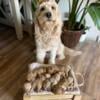 F1b Goldendoodle Puppies